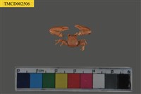 藏品(瓷蟹科)的圖片